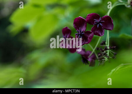 Akebia quinata, Schokolade Weinstock, lila Blüten. Stockfoto