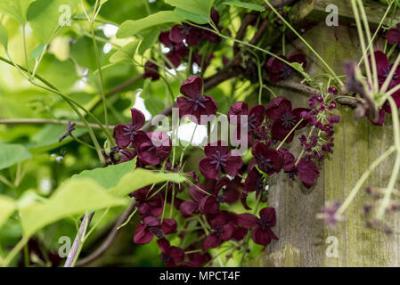 Akebia quinata, Schokolade Weinstock, lila Blüten. Stockfoto