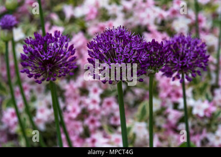 . Allium hollandicum Lila. Niederländische Knoblauch. Stockfoto