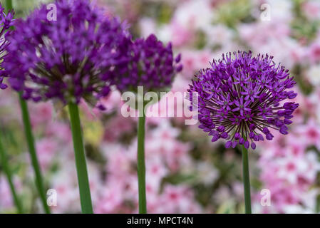 . Allium hollandicum Lila. Niederländische Knoblauch. Stockfoto