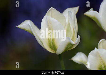 Tulpen, Rosa, Grün und Weiß, plus Black Parrot in Bud Stockfoto