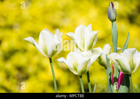 Tulpen, Rosa, Grün und Weiß, plus Black Parrot in Bud Stockfoto