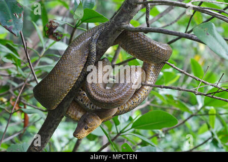 Ruschenberg's Tree Boa (Corallus ruschenbergeri) Trinidad und Tobago TT November 2004 Stockfoto