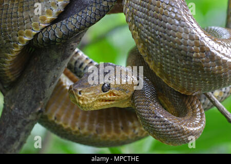 Ruschenberg's Tree Boa (Corallus ruschenbergeri) Trinidad und Tobago TT November 2004 Stockfoto