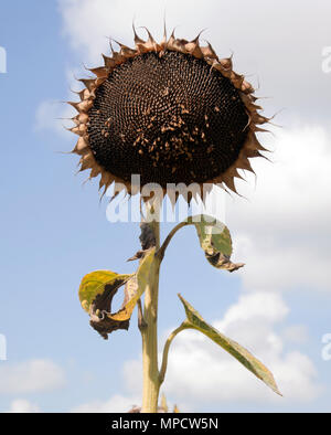 Paris, Frankreich, 11. September 2015: Chemische isoliert Sonnenblumen auf einem Feld in Frankreich Stockfoto