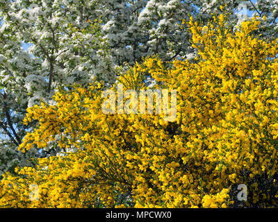 Gemeinsame Besen Cytisus scoparius und weißdorn Blüten Stockfoto