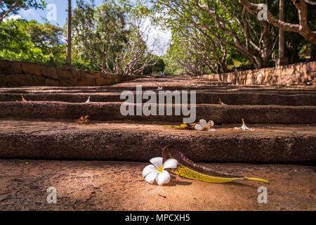 White Flower auf Treppe zum buddhistischen Kloster in Mihintale Stockfoto