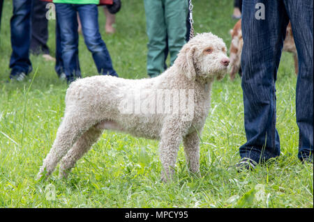 Weißer Hund Rasse Lagotto Romagnolo für Trüffeln zu suchen Stockfoto