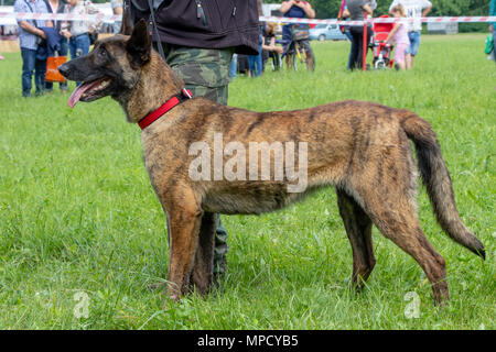 Sicherheit hund Belgischer Schäferhund auf grünem Gras Stockfoto