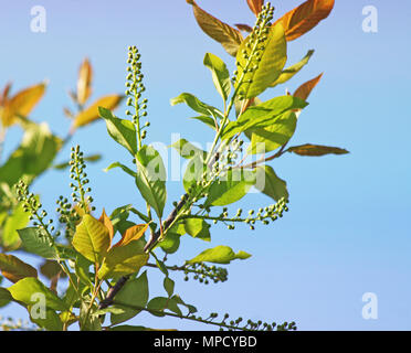 Neues Wachstum von Blättern und jungen Knospen auf der Pflanze im Frühjahr Stockfoto