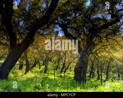 Blick von der A-375 im Parque Natural de la Sierra de Grazalema, Andalusien, Spanien Stockfoto