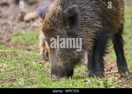Der schwarzwildpopulation, Sau und Ferkel wühlen für Essen Stockfoto