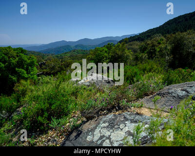 Blick auf Kork Bäume und Berge, die auf die A-375, im Parque Natural de la Sierra de Grazalema, Andalusien, Spanien Stockfoto