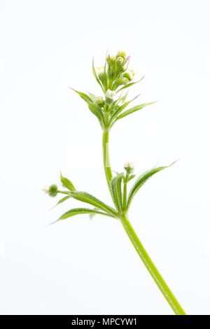 Hackmesser, Galium aparine, manchmal genannt, Goosegrass in Blüte. Gefunden in einer Hecke in North Dorset England UK GB wächst. Auf weissem Hintergrund Stockfoto