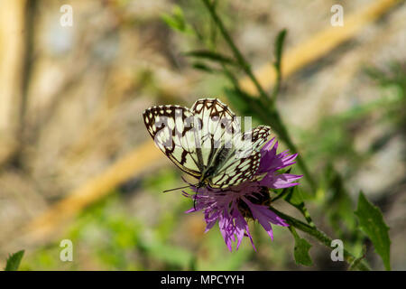 Melanargia ines, Spanischer marmorter weißer Schmetterling auf einer Knapweed-Blume Stockfoto