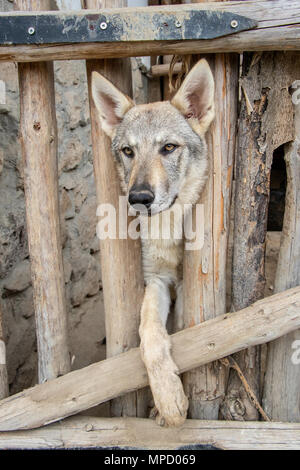 Wolfhound Hund hinter einem hölzernen Zaun in Gefangenschaft Stockfoto