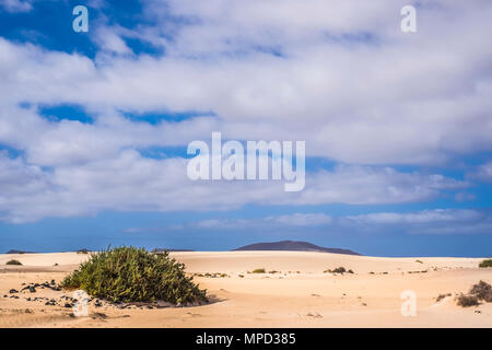 Unter einem blauen großen bewölkter Himmel eine grüne Pflanze in der Mitte der Dünen von Corralejo Fueteventura Wüsten Nationalpark Stockfoto