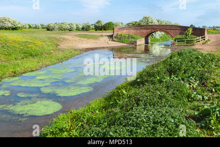 Beverley & Barmston Kanal mit gewölbten backstein Brücke und von blühenden Pflanzen im Frühjahr in Schweinen Moor, Beverley, Yorkshire, UK flankiert. Stockfoto