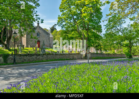 CAWDOR HIGHLAND VILLAGE NAIRNSHIRE SCHOTTLAND DIE PFARRKIRCHE BÄUME IM FRÜHLING UND AM STRASSENRAND BLUEBELLS Stockfoto