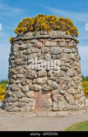 Das Schlachtfeld von Culloden ODER MOOR INVERNESS SCHOTTLAND blauer Himmel und der MEMORIAL CAIRN ABGEDECKT DURCH GELBE GINSTER IM FRÜHJAHR Stockfoto