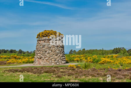 Das Schlachtfeld von Culloden ODER MOOR INVERNESS SCHOTTLAND DAS MEMORIAL CAIRN abgedeckt und durch gelbe Ginster im Frühjahr umgeben Stockfoto