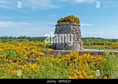 Das Schlachtfeld von Culloden ODER MOOR INVERNESS SCHOTTLAND DAS MEMORIAL CAIRN Umgeben von gelben Ginster und junge Birken im Frühjahr Stockfoto