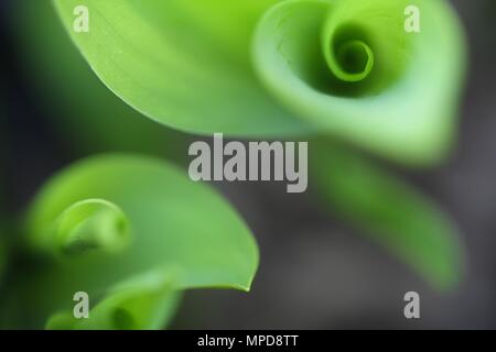 Lily Of The Valley, Convallariaarten majalis Stockfoto