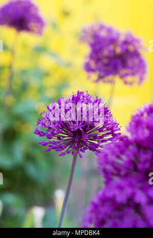 Allium hollandicum 'Purple Sensation' in einem Vorgarten. Stockfoto