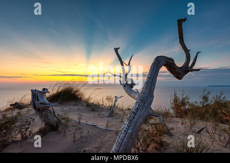 Einen toten Baum ist gegen Sonnenuntergang Strahlen über den Lake Michigan an der Sleeping Bear Dunes National Lakeshore im nördlichen Michigan Silhouette Stockfoto