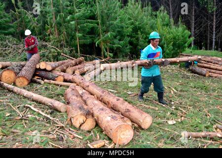 Holzeinschlag Kiefern in der granja PORCON-evangelischen Kooperativen - Departement Cajamarca PERU Stockfoto