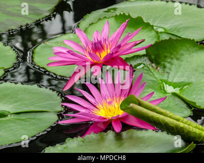 Pink und Gelb blumen Seerose (Nymphaea) unter grünen Lily Pads in Kew Gardens Stockfoto