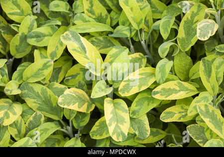Salvia officinalis 'Kew Gold". Gemeinsame Salbei 'Kew Gold' verlässt. Stockfoto