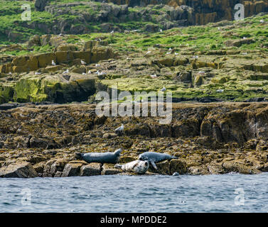 Graue Dichtungen, Halichoerus grypus, Sonnenbaden auf den felsigen Ufer mit Silbermöwen, Insel, Schottland, UK Stockfoto