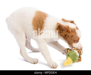 Epagneul Breton, spaniel Breton spielen mit einem stofftier auf weißem Hintergrund Stockfoto