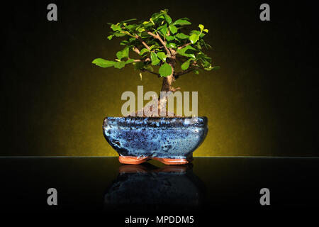 Eine kleine Bonsai Baum in einem keramischen Topf, Studio schießen. Stockfoto