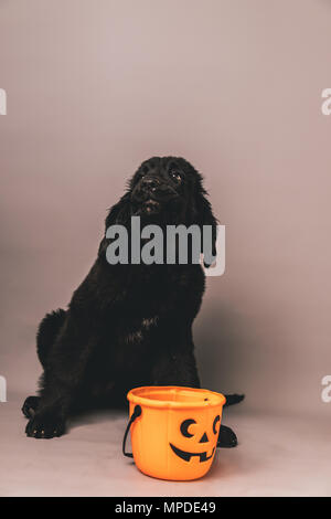 Neufundland Welpen sitzen vor einem jack o lantern candy Schaufel gegen einen grauen nahtlose Hintergrund Stockfoto