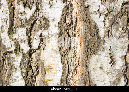 Textur Relief Rinde der Birke im Risse im Sonnenlicht closeup Stockfoto