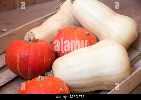 Holzkiste mit weißen und orangefarbenen Kürbisse Stockfoto