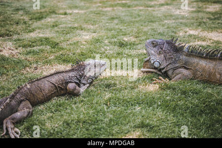 Großes wild Leguane Roaming Freie in der berühmten Parque Senimario, auch bekannt als Iguana Park, in Guayaquil, Ecuador Stockfoto