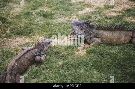 Großes wild Leguane Roaming Freie in der berühmten Parque Senimario, auch bekannt als Iguana Park, in Guayaquil, Ecuador Stockfoto