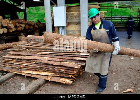 Sägewerk in GRANJA PORCON-Evangelikalen Genossenschaft. Abteilung von Cajamarca PERU Stockfoto