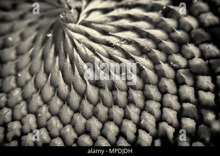 Abstrakte, Makroaufnahme eines russischen Mammut (Helianthus annus) Sunflower spiral Samen. Stockfoto