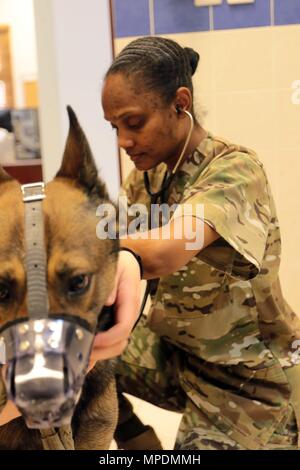 Kapitän Janas Grau, der verantwortliche Offizier der Zentrale und Sitz der Gesellschaft, den Area Support Group-Kuwait Veterinärbehörden wird eine Untersuchung an einer der militärischen Camp Arifjan Arbeitshunde im Camp Arifjan, Kuwait, 24.02.2017. (Foto von Sgt. Marco Gutierrez, USARCENT PAO) Stockfoto