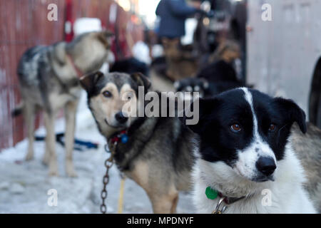 Dem zeremoniellen Start auf der 45. jährlichen Iditarod Trail Sled Dog Race war gehostet bei Anchorage, Alaska, 4. März 2017. Mehr als 1.150 Hunde zog 72 Musher für den Tag 11 Meile zu Campbell Airstrip ausführen. (U.S. Air Force Foto von Airman 1st Class Javier Alvarez) Stockfoto