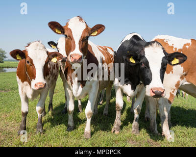 Rote und schwarze Junge Holsteiner Kühen in die niederländische grüne Gras Wiese unter blauem Himmel in Holland Stockfoto