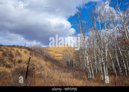 Landschaft der schönen Glenbow Ranch Provincial Park in Alberta, Kanada Stockfoto