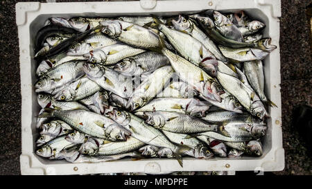 Cinekop/Sarikanat Fisch mit Eis in Styropor Box. Meeresfrüchte Konzept Stockfoto