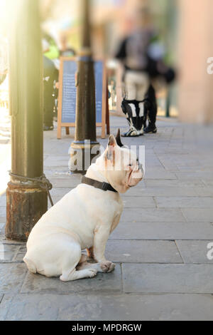 Französische Bulldogge Hund eine Straßenlaterne wartet auf seinen Besitzer gebunden Stockfoto