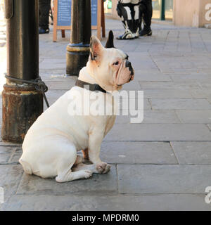 Französische Bulldogge Hund eine Straßenlaterne wartet auf seinen Besitzer gebunden Stockfoto