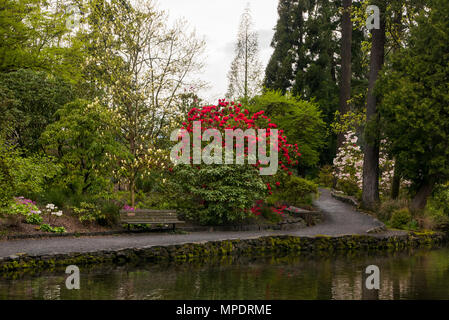 Azaleen in Portland's Crystal Springs Rhododendron Garten, Oregon Stockfoto